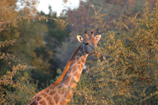 Giraffe closeup 3 